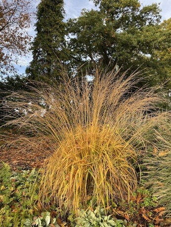 Perennials for Great Autumn Colour 