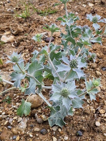 How to grow eryngium (sea holly)