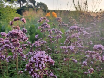 Origanum- the perfect Gravel Garden plant