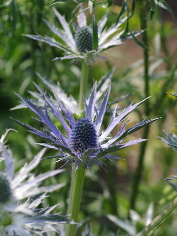 How to grow eryngium (sea holly)