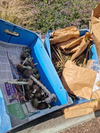 Seed collecting with propagation expert Emily