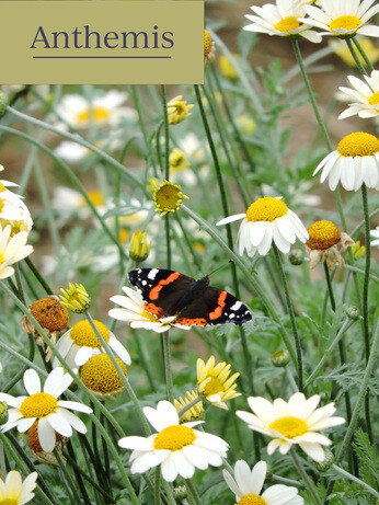 Achillea- How to Grow and Care for