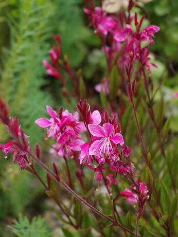 How to grow oenothera (gaura)