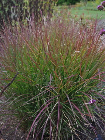 Perennials for Great Autumn Colour 