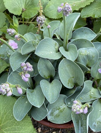 How to grow and get the best from your hostas