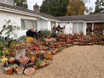 Autumn jobs in the garden