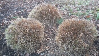 Spring-cleaning grasses