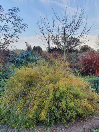 Perennials for Great Autumn Colour 