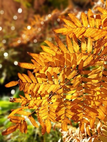 Perennials for Great Autumn Colour 