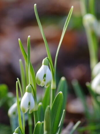 Our favourite spring bulbs