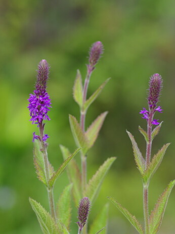 Verbena- How to Grow and Care for