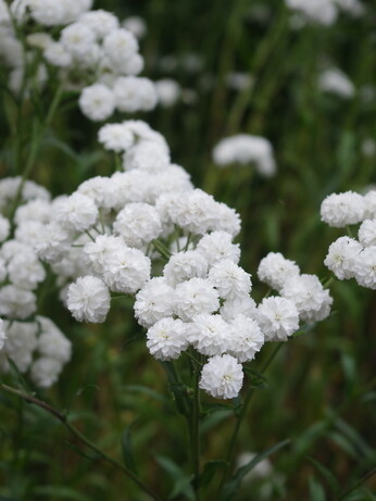 Achillea- How to Grow and Care for