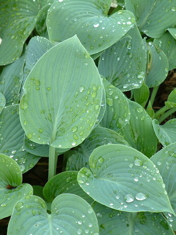 How to grow and get the best from your hostas