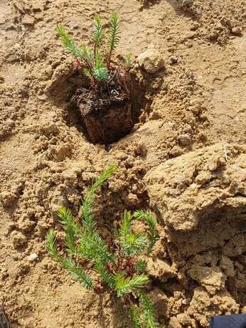 New area of drought-tolerant planting 