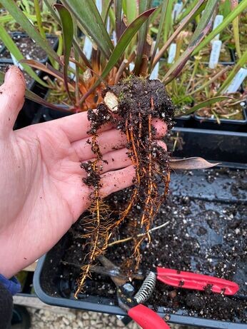 Winter propagation-carnivorous plants