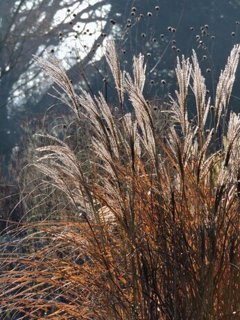 Structure in the winter garden