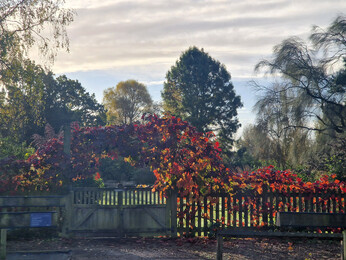 Brilliant autumn colour