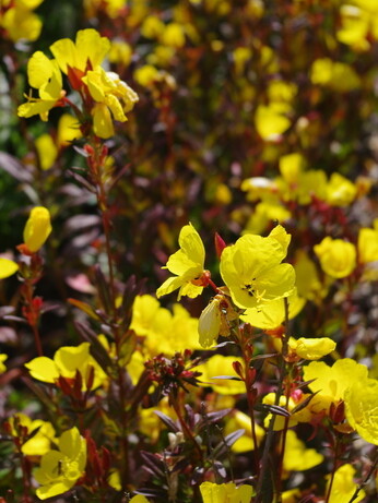 How to grow oenothera (gaura)