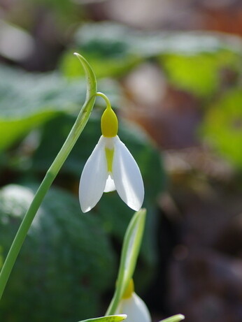 Splendid snowdrops at the Beth Chatto Gardens