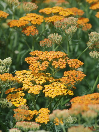 Achillea- How to Grow and Care for