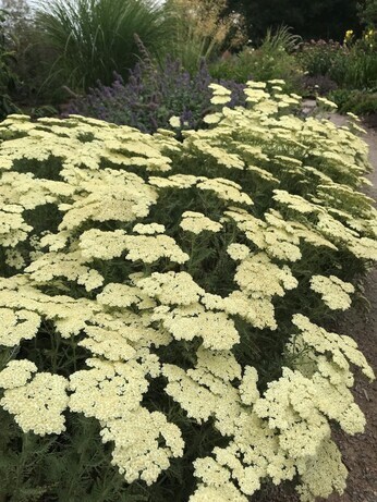 Achillea- How to Grow and Care for