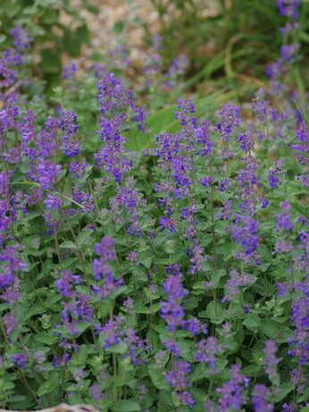 Nepeta (Catmint)- how to grow and care for