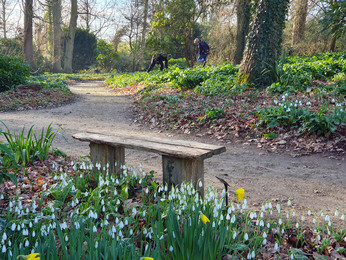 Splendid snowdrops at the Beth Chatto Gardens