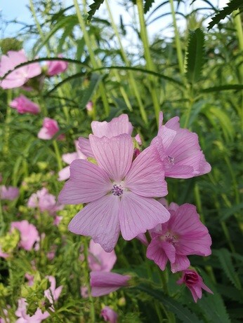 Our favourite perennials for late summer colour