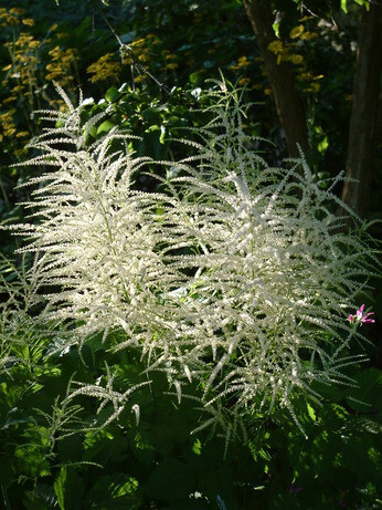 Perennials for Great Autumn Colour 