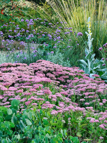 Top 12 drought-resistant plants