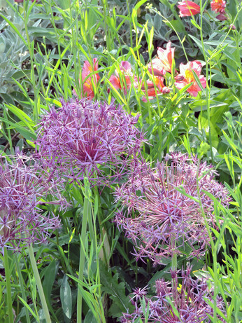 Alliums