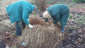 Spring-cleaning grasses