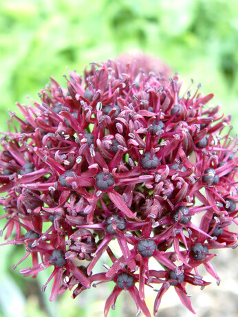 Alliums