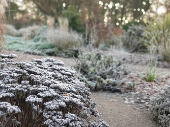 Structure in the winter garden