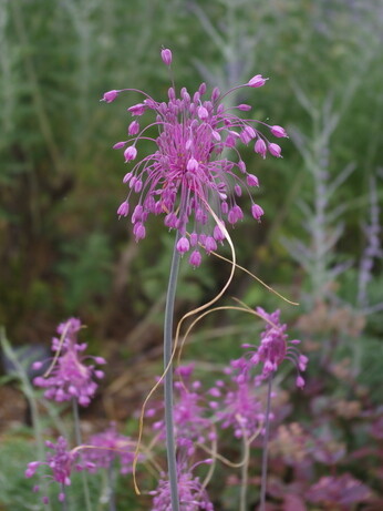 Alliums