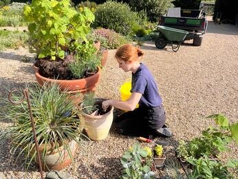 Summer pot displays