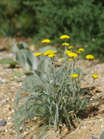 Achillea- How to Grow and Care for