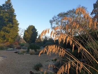 Spring-cleaning grasses