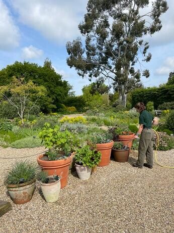 Summer pot displays