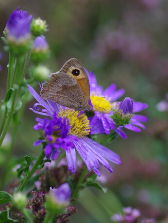 Asters- how to grow and care for