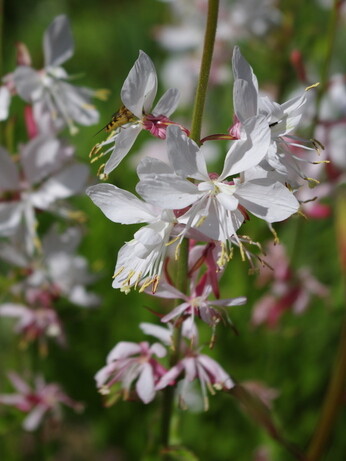 How to grow oenothera (gaura)