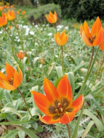 Species tulips and how to grow them