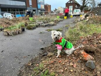 Colchester Meanwhile Garden