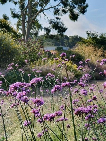 Top 12 drought-resistant plants