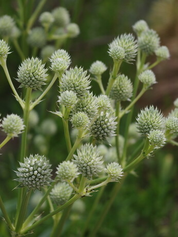 How to grow eryngium (sea holly)