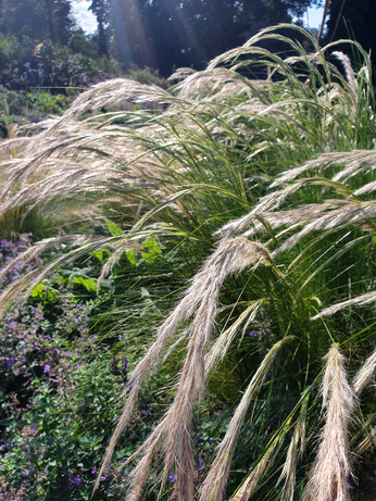 Stipa- How to Grow and Care for