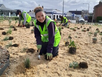 Albert roundabout plant list