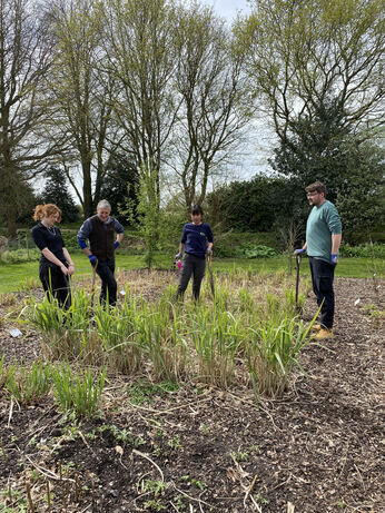 Miscanthus championship - propagation