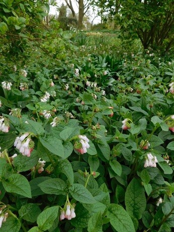 Springtime shade plants in the woodland