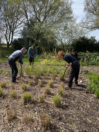 Miscanthus championship - propagation